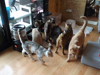 猫
